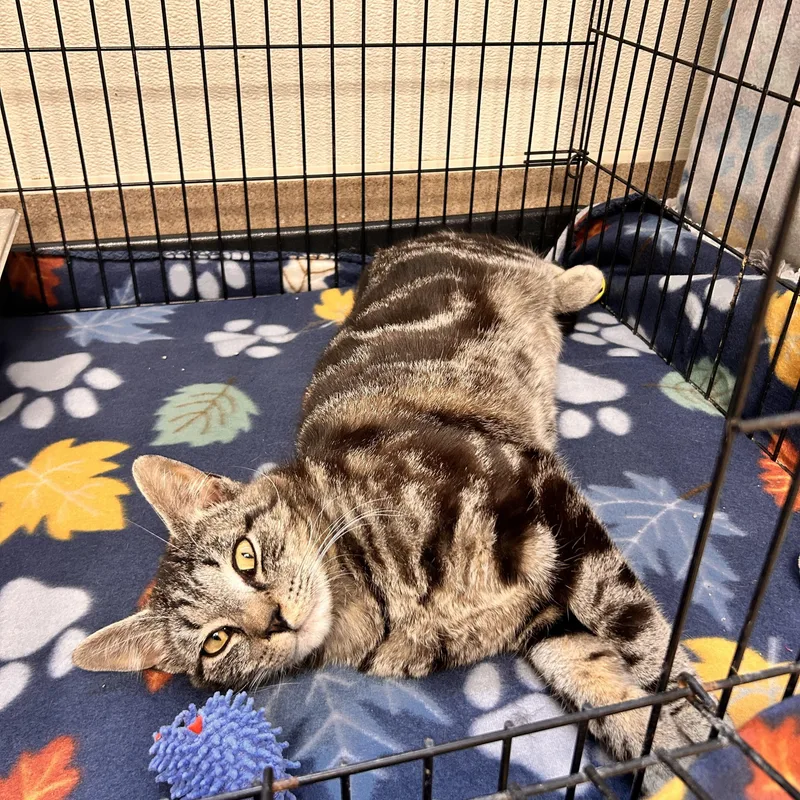 Dexter Morgan thumbnail 2