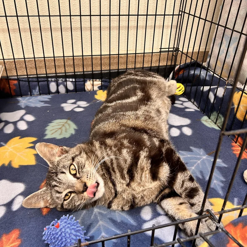 Dexter Morgan thumbnail 3