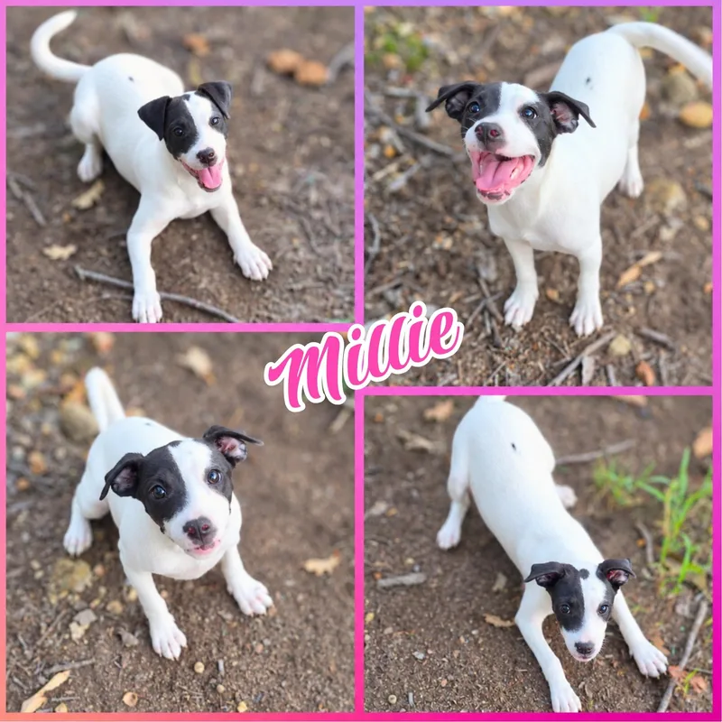 Millie