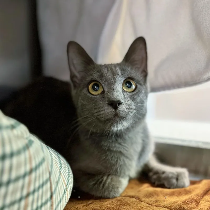 A young medium-sized female Gray / Blue / Silver Domestic Short Hair cat named Joan Rivers for adoption in Nashville, IN