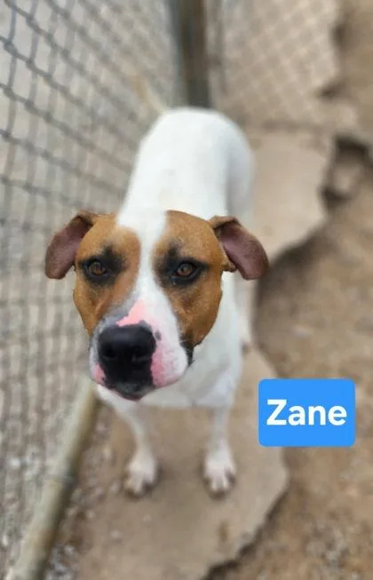 A young medium-sized male Hound dog named Zane for adoption in Clinton, MO