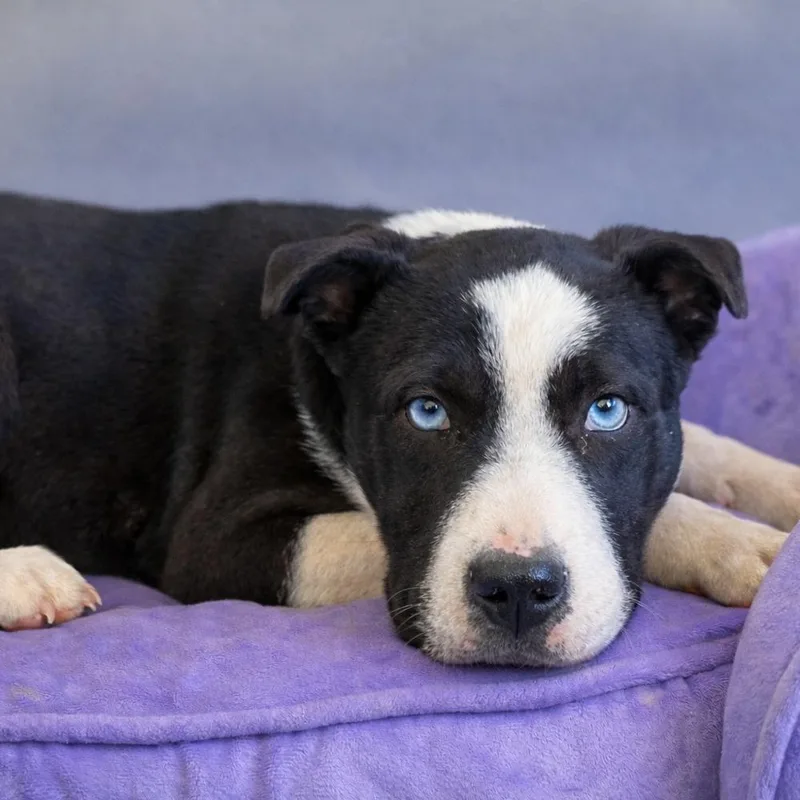 A baby medium-sized female Tricolor (Brown, Black, & White) Shar-Pei dog named Martha for adoption in Bronx, NY
