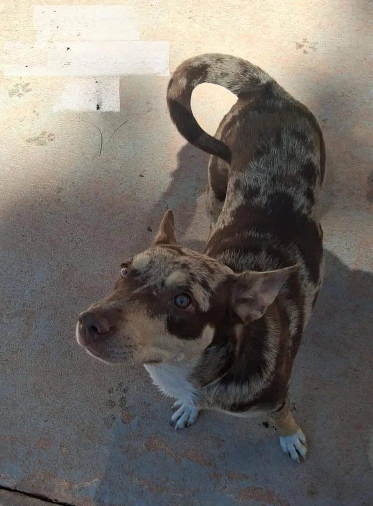 A young medium-sized female Catahoula Leopard Dog dog named Alexus for adoption in North Syracuse, NY