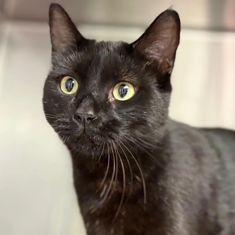 A young large-sized male Domestic Short Hair cat named Kingston for adoption in Cumming, GA