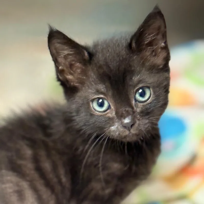 Kingston thumbnail 3