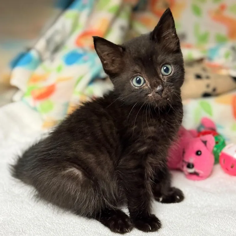 Kingston thumbnail 4