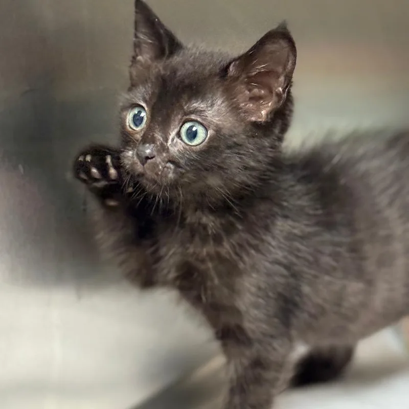 Kingston thumbnail 5