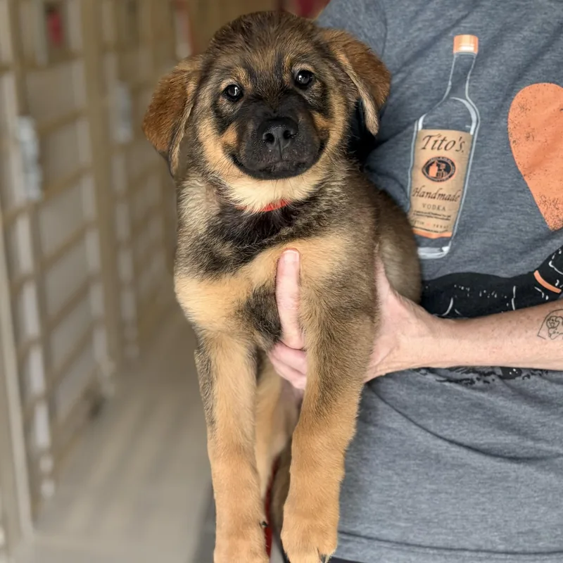 A baby medium-sized female Shepherd dog named Bing for adoption in Chicago, IL