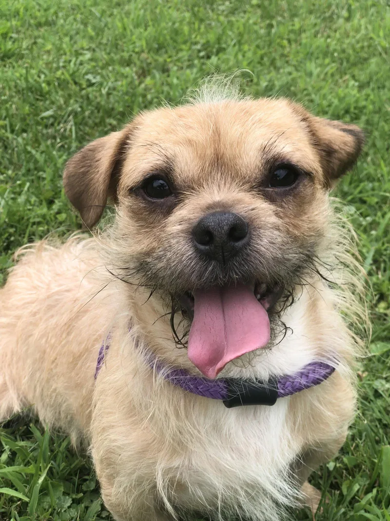 An adult small-sized male Terrier dog named Sabastian for adoption in Elkins, WV