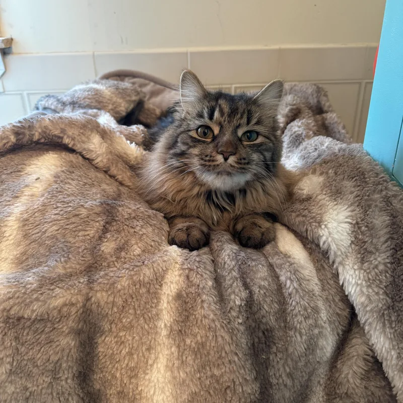 Mama Mia thumbnail 2