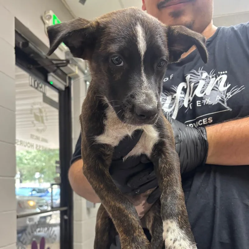 A baby small-sized female Brindle Mixed Breed dog named Morgana for adoption in Lufkin, TX