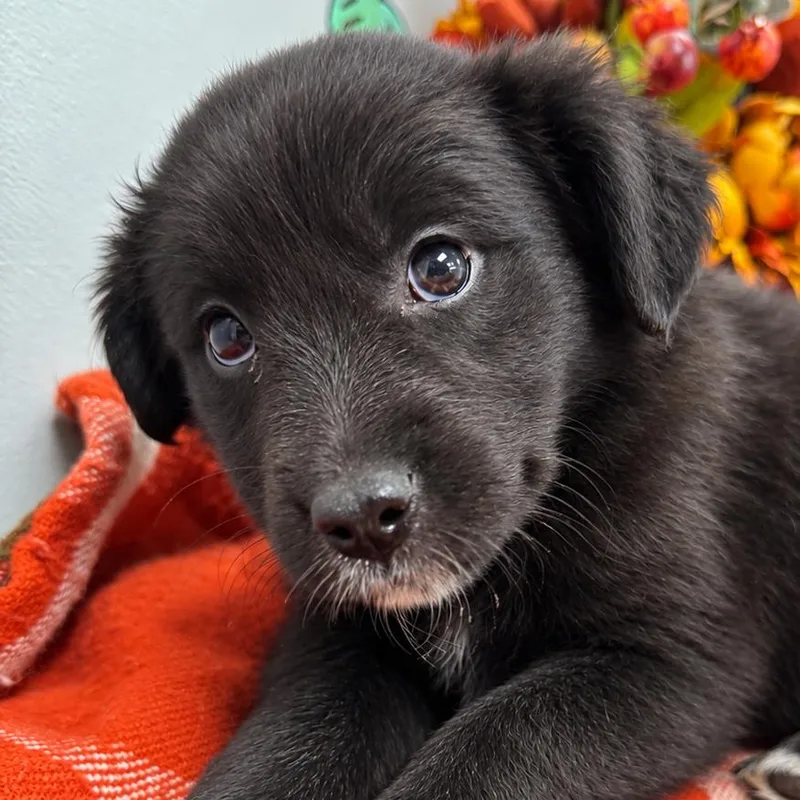 A baby small-sized female Black Australian Shepherd dog named Sarah for adoption in Lebanon, MO