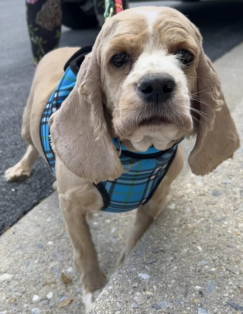 An adult medium-sized female Cocker Spaniel dog named Jenny for adoption in Westminster, MD