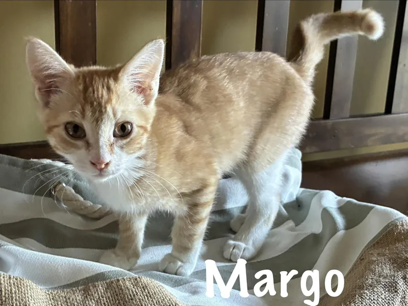 A baby medium-sized female Orange & White Domestic Short Hair cat named Margo for adoption in Pawleys Island, SC