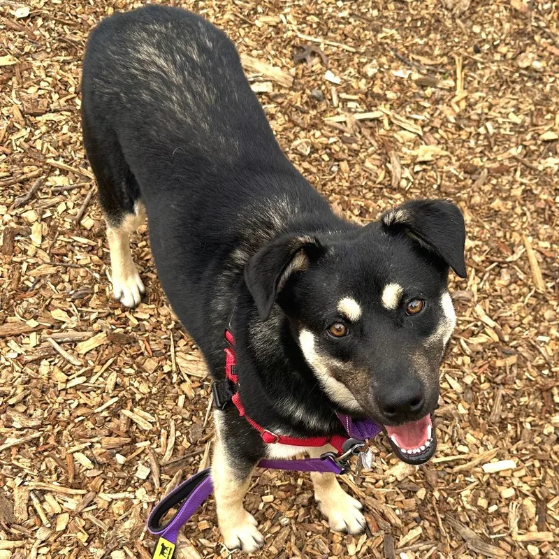 A young medium-sized female Black Husky dog named Charlie Quinn for adoption in Falls Church, VA