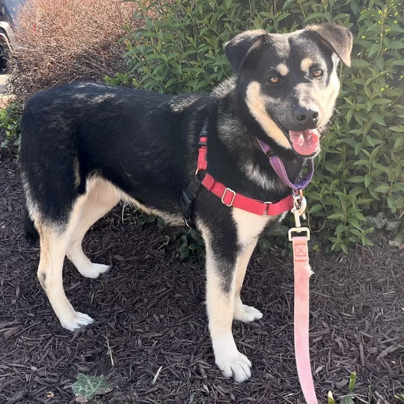 Charlie Quinn thumbnail 2