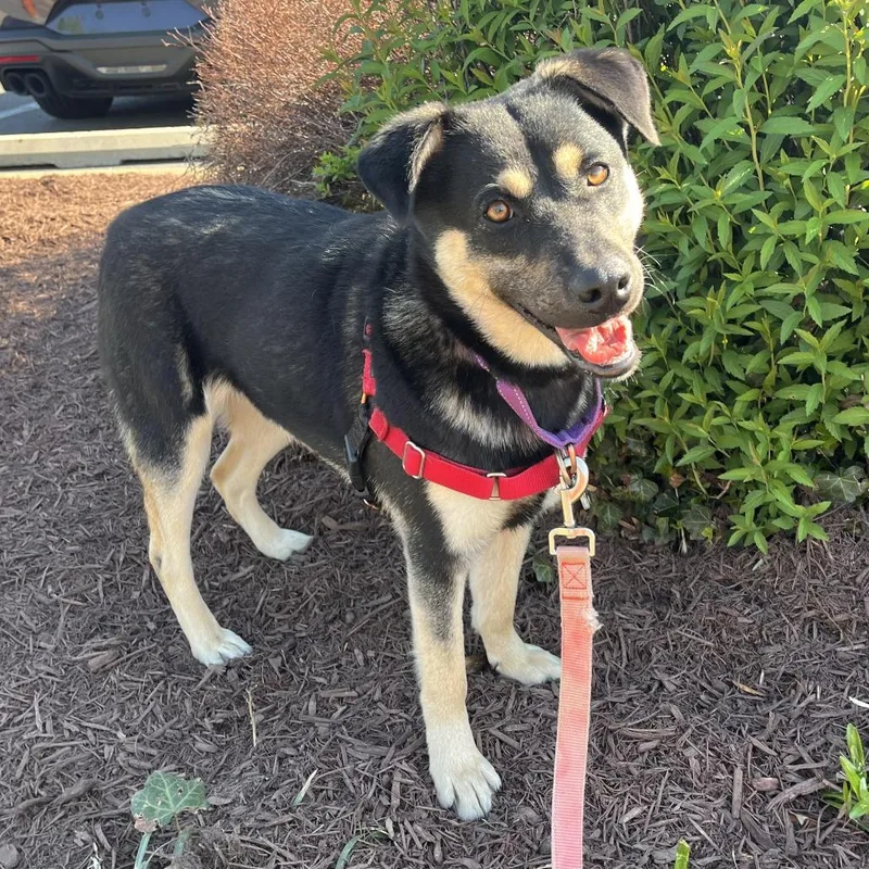 Charlie Quinn thumbnail 3