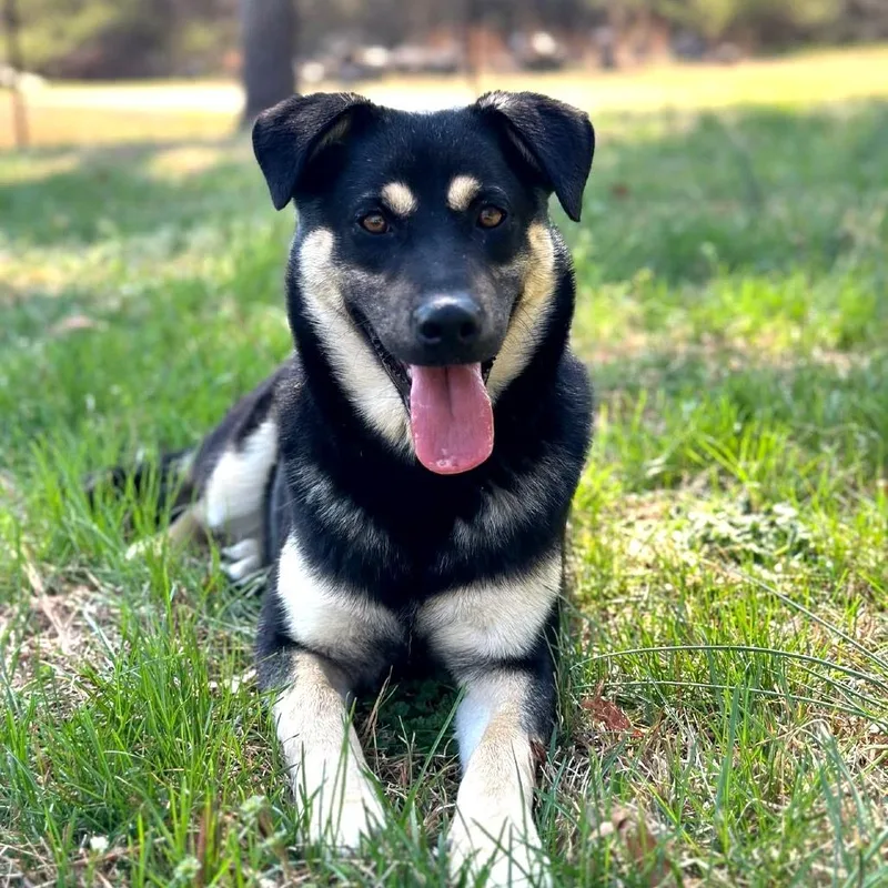 Charlie Quinn thumbnail 4