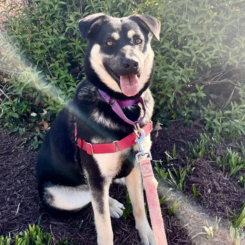 Charlie Quinn thumbnail 5