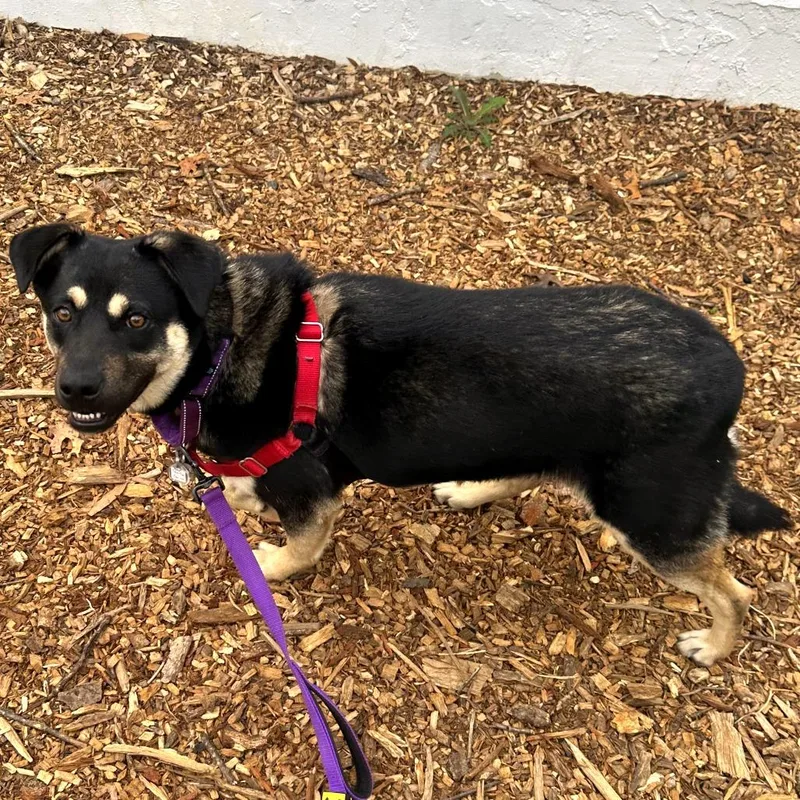 Charlie Quinn thumbnail 6