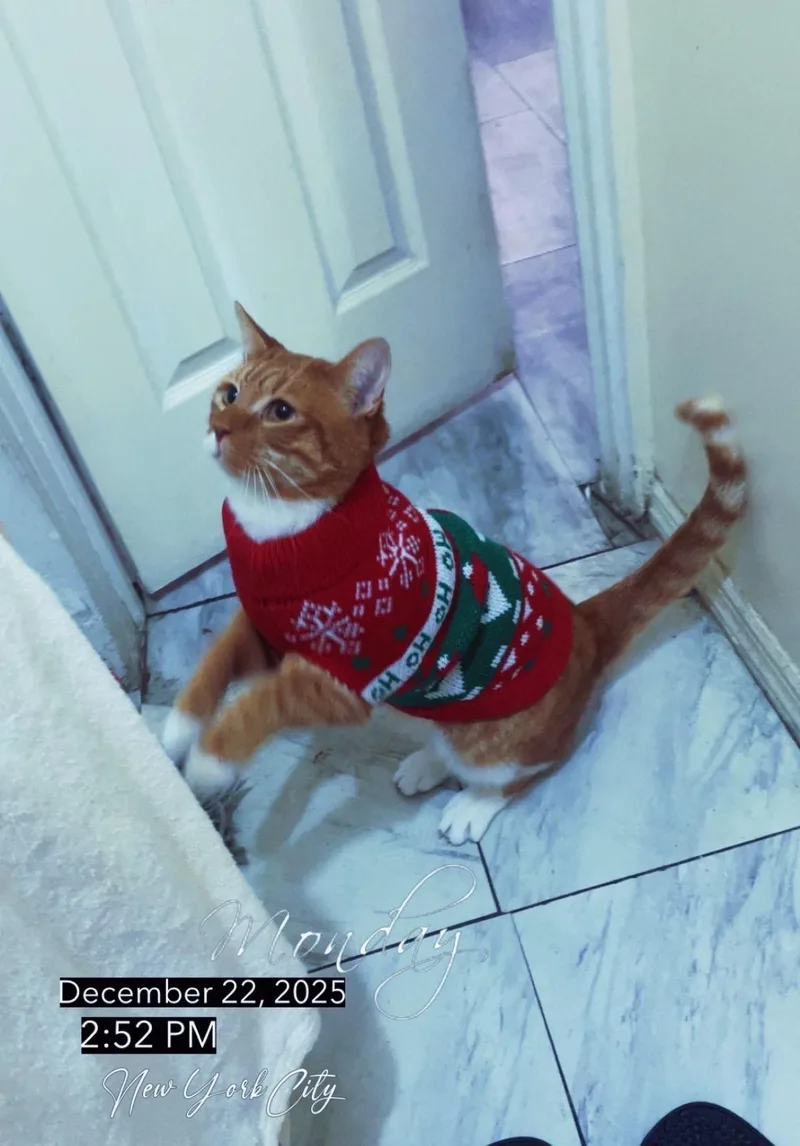 Willy – Sweet Ginger thumbnail 2