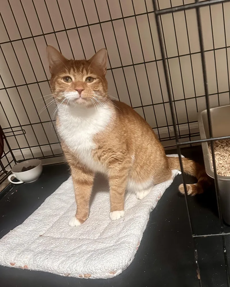 Willy – Sweet Ginger thumbnail 3