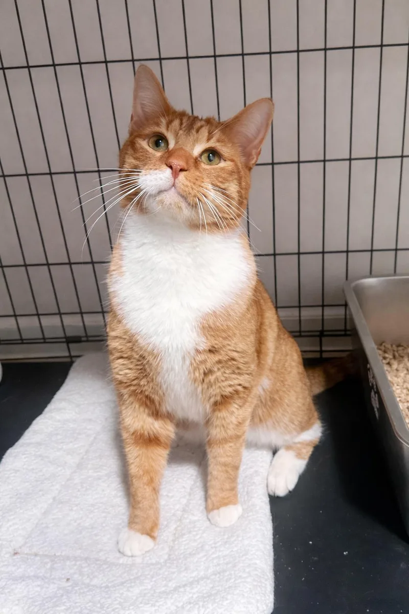 Willy – Sweet Ginger thumbnail 4