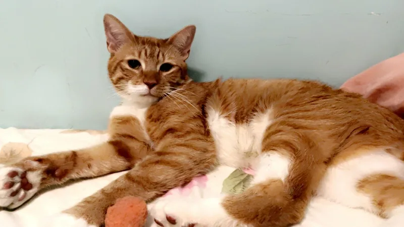 Willy – Sweet Ginger