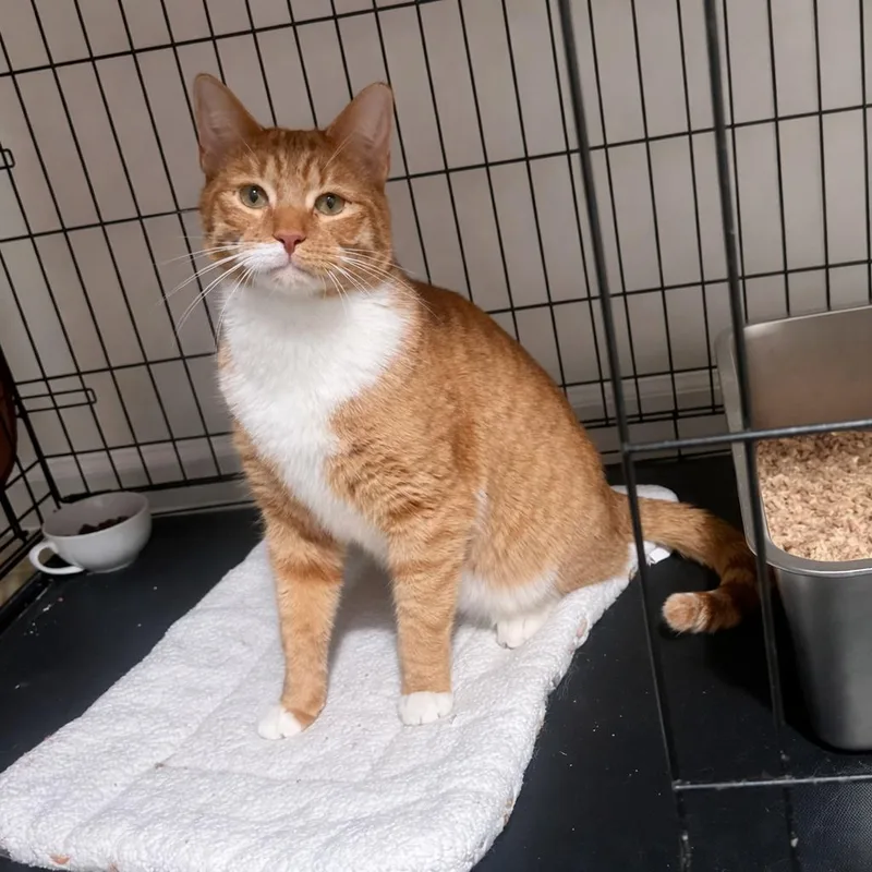 Willy – Sweet Ginger thumbnail 5