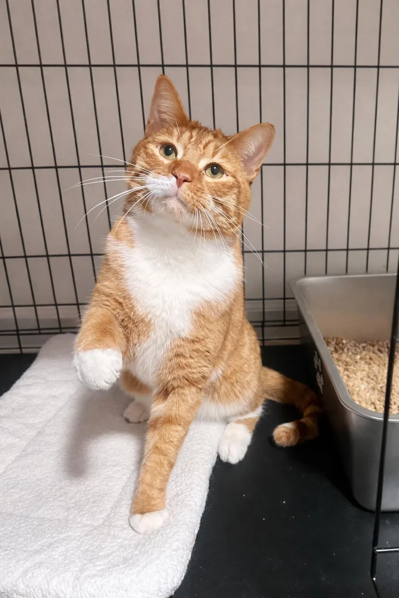 Willy – Sweet Ginger thumbnail 6