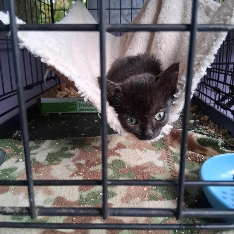 A baby small-sized female Black American Shorthair cat named Esme Coha for adoption in Volcano, HI