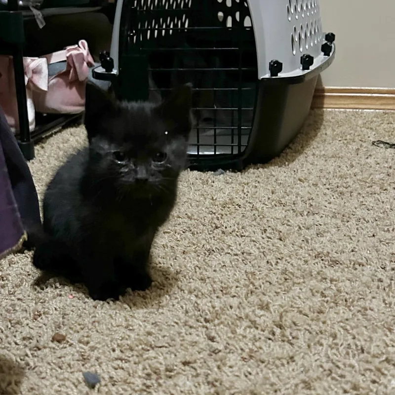 A baby small-sized male Black Domestic Short Hair cat named Turnip for adoption in Wichita, KS