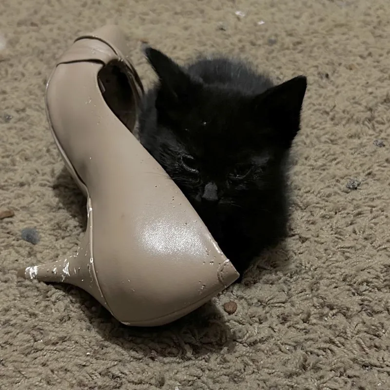 Turnip thumbnail 3