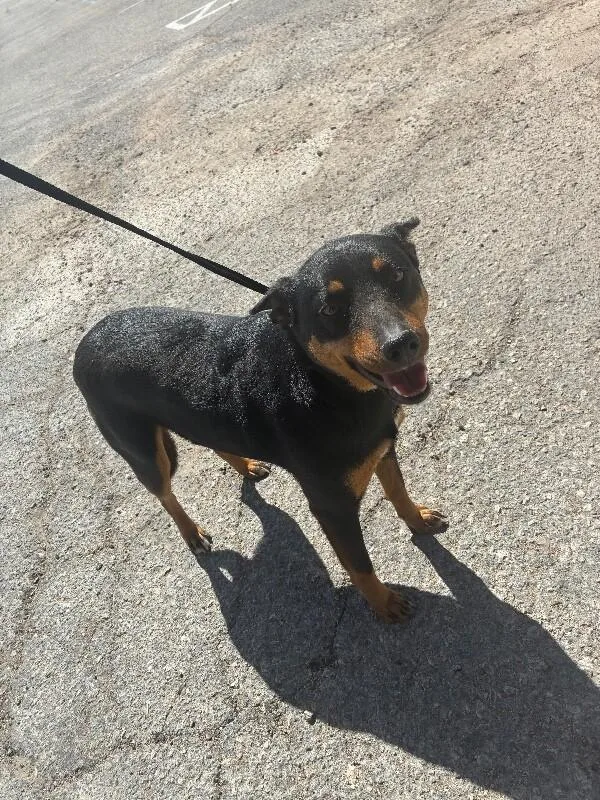 Traviesa thumbnail 4