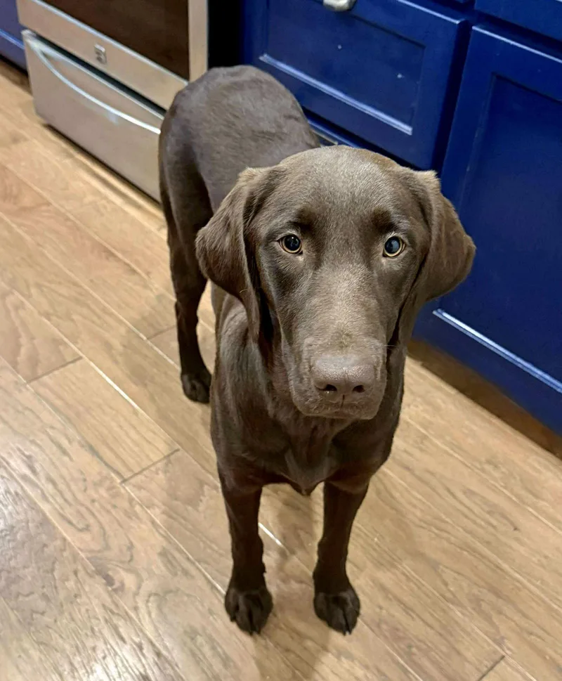 An adult large-sized female Labrador Retriever dog named Honey for adoption in Denton, TX
