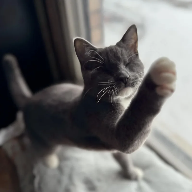 Daisy Elizabeth thumbnail 2