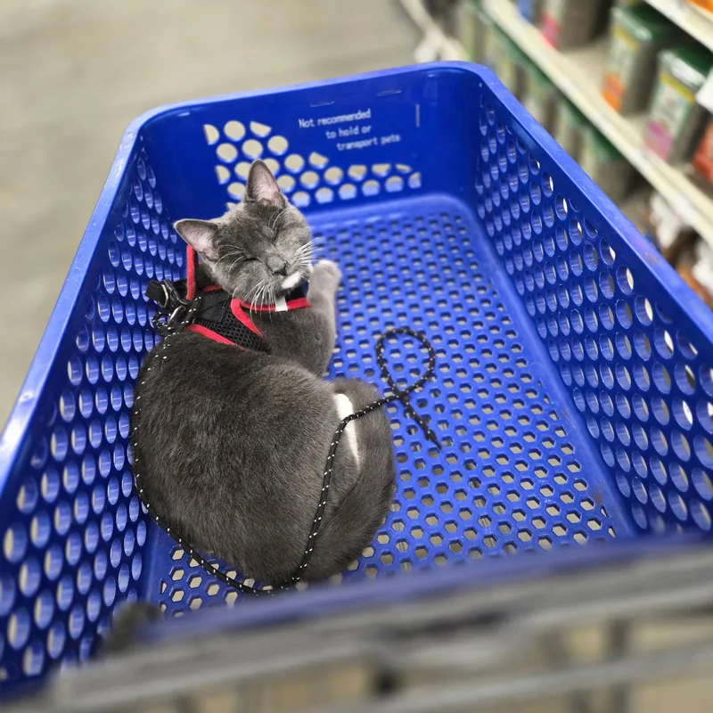 Daisy Elizabeth thumbnail 3