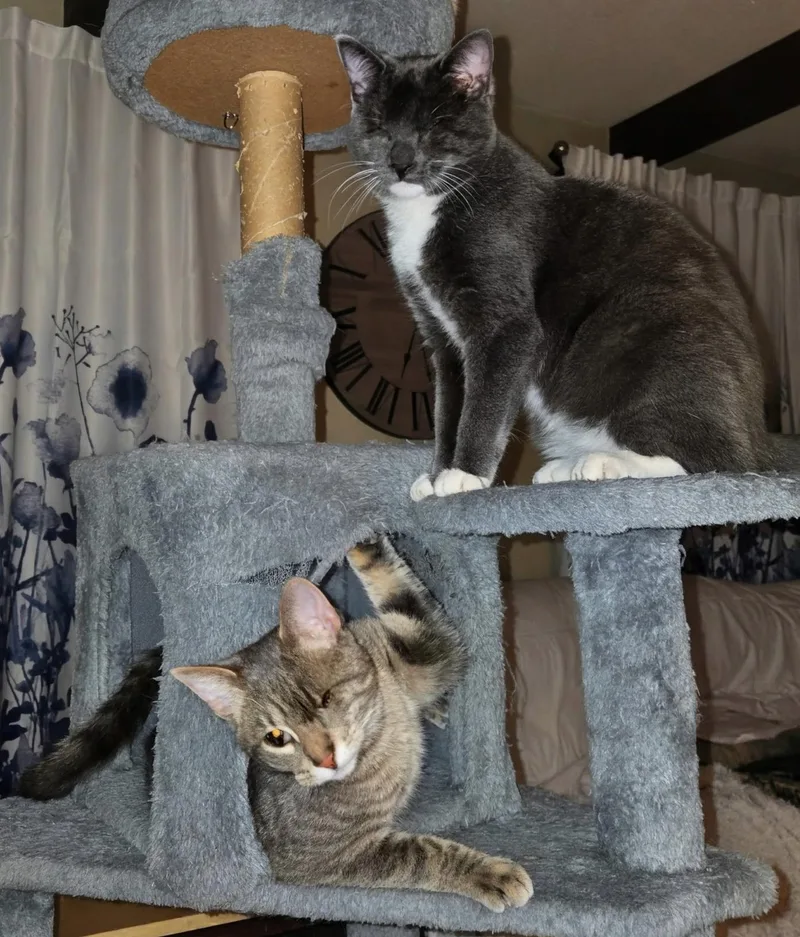 Daisy Elizabeth thumbnail 4