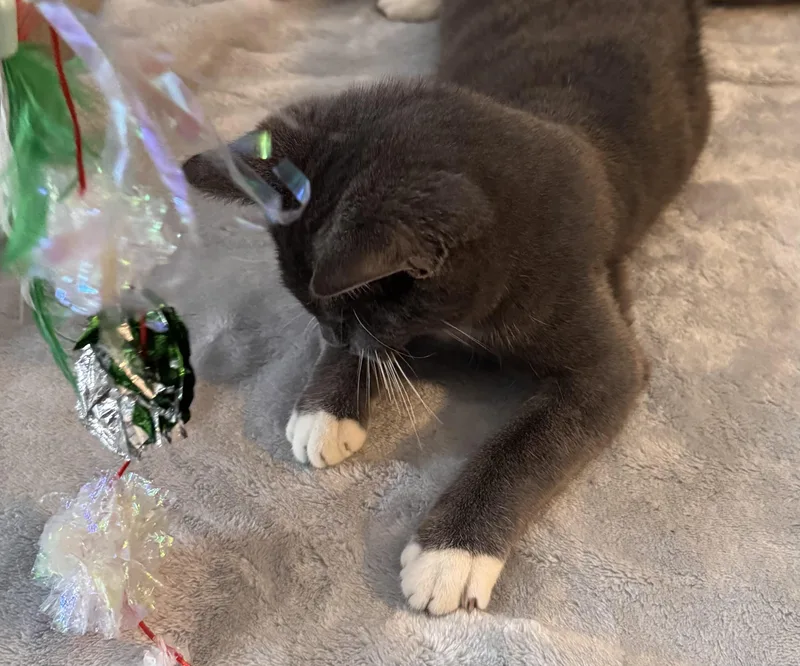 Daisy Elizabeth thumbnail 6