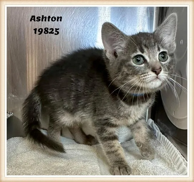 A baby medium-sized male Tabby (Gray / Blue / Silver) Domestic Short Hair cat named Ashton See Also Admiral for adoption in Marietta, GA