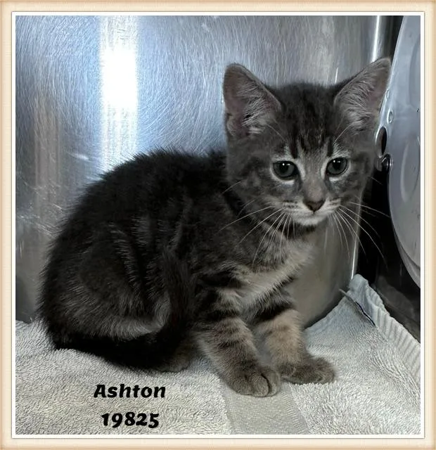 Ashton See Also Admiral thumbnail 3