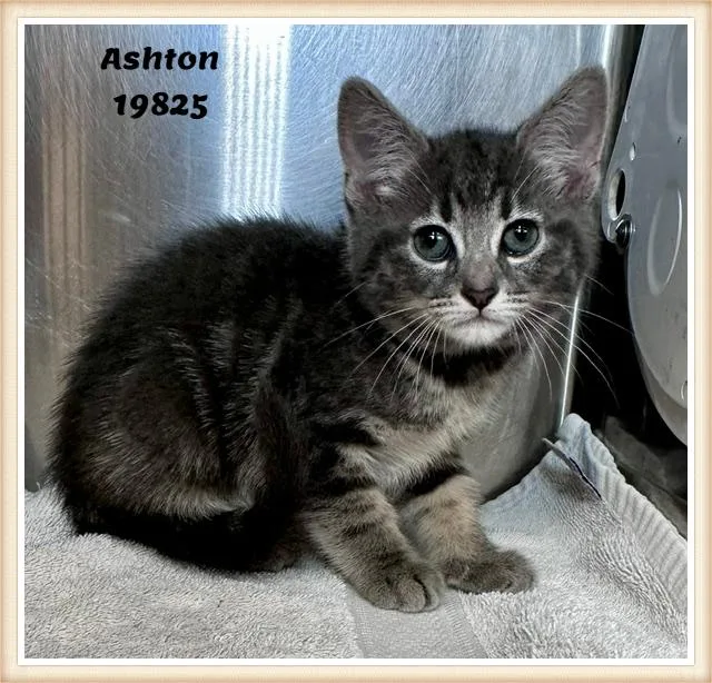 Ashton See Also Admiral thumbnail 4