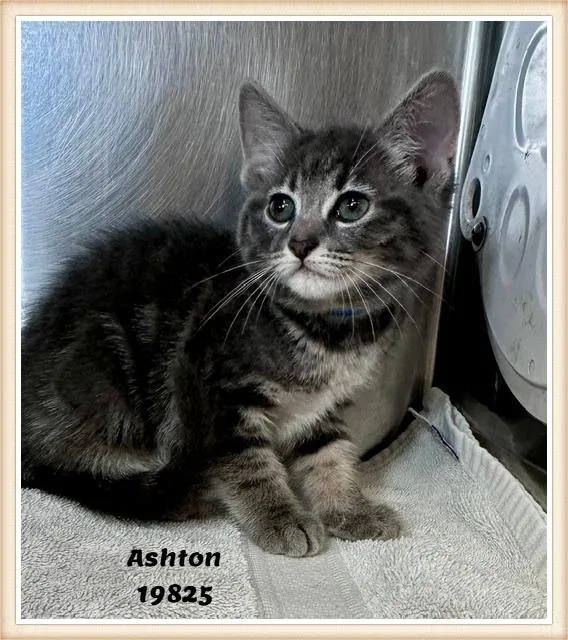 Ashton See Also Admiral thumbnail 5