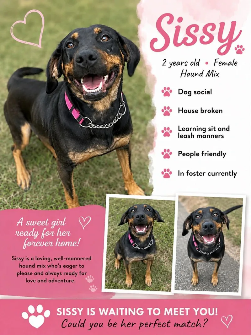 A young medium-sized female Black and Tan Coonhound dog named Sissy for adoption in Ashland, KY