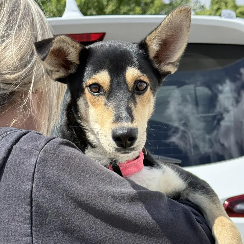 A young medium-sized female Black German Shepherd Dog dog named Gretchen for adoption in Fresno, CA