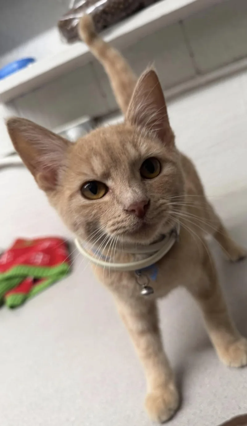 A young medium-sized male Tabby (Orange / Red) Domestic Short Hair cat named Chester for adoption in Vicksburg, MS