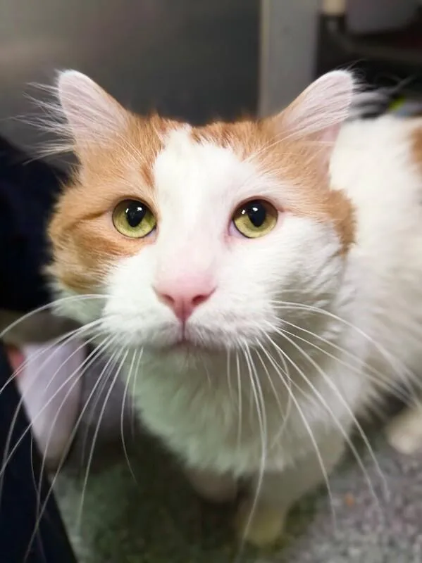 A senior medium-sized male Orange / Red Domestic Long Hair cat named Swamp for adoption in Fruit Heights, UT