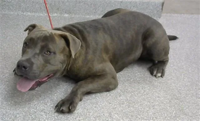 A young medium-sized male Pit Bull Terrier dog named A for adoption in Pasadena, TX