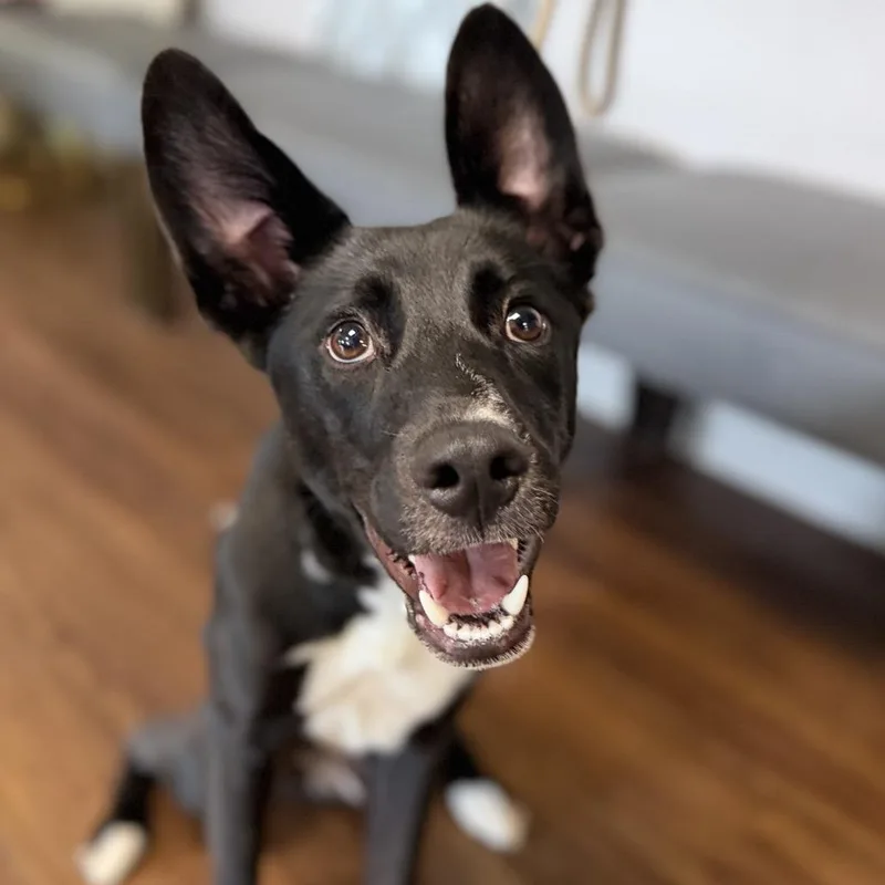 A young medium-sized male Black Labrador Retriever dog named Dolph for adoption in Port Richey, FL