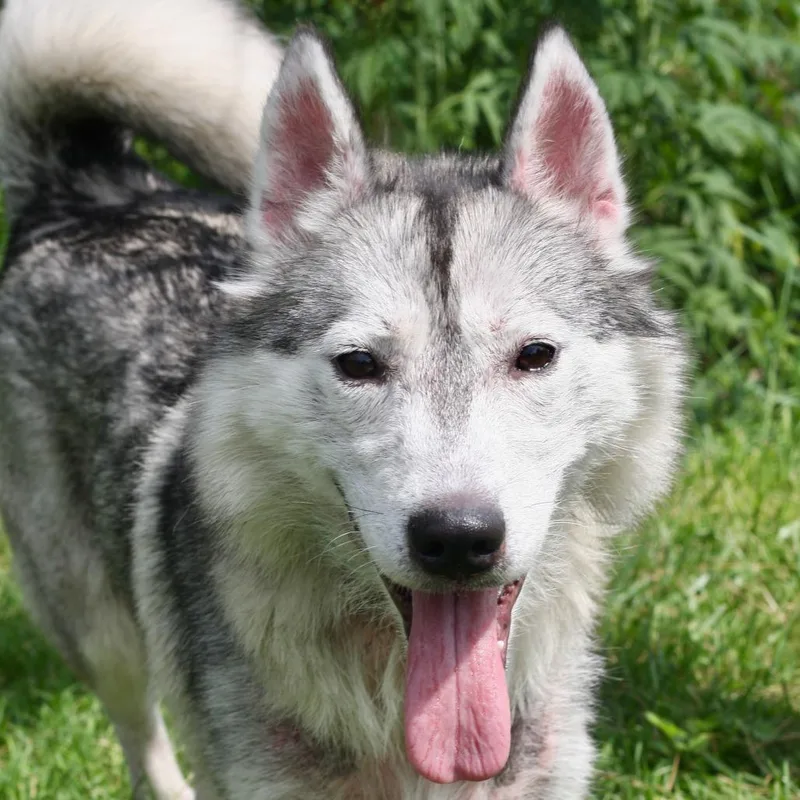 An adult large-sized female Husky dog named Luna for adoption in Allentown, PA